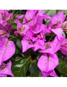 Bougainvillea Sanderiana Ø 14 cm: Viola Intenso per il Sole