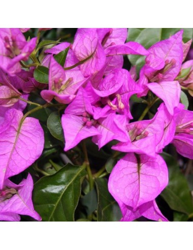 Bougainvillea Sanderiana Ø 14 cm: Viola Intenso per il Sole