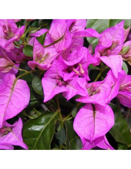 Bougainvillea Sanderiana Ø 14 cm: Viola Intenso per il Sole