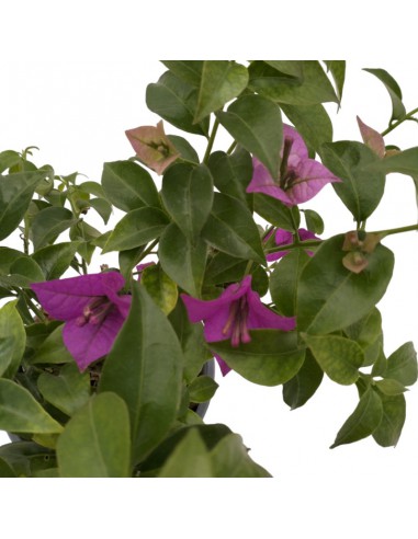 Bougainvillea Sanderiana Ø 14 cm: Viola Intenso per il Sole