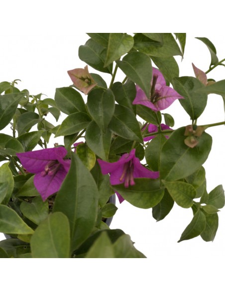 Bougainvillea Sanderiana Ø 14 cm: Viola Intenso per il Sole