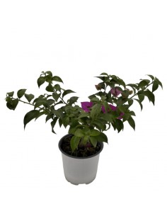 Bougainvillea Sanderiana Ø 14 cm: Viola Intenso per il Sole 2