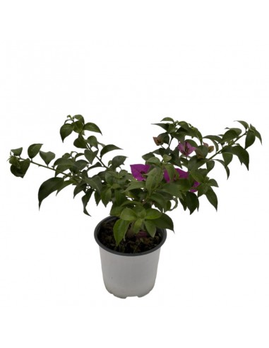 Bougainvillea Sanderiana Ø 14 cm: Viola Intenso per il Sole