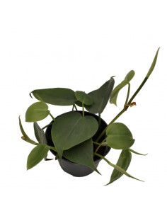 PHILODENDRON SCANDENS Diametro vaso 12 Cm 2