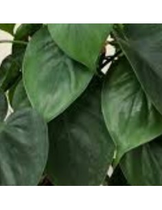 PHILODENDRON SCANDENS Diametro vaso 12 Cm