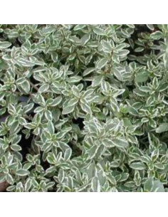 TIMO ARGENTATO AD ALBERELLO Eleganza Aromatica