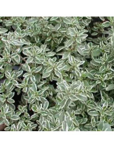 TIMO ARGENTATO AD ALBERELLO Eleganza Aromatica