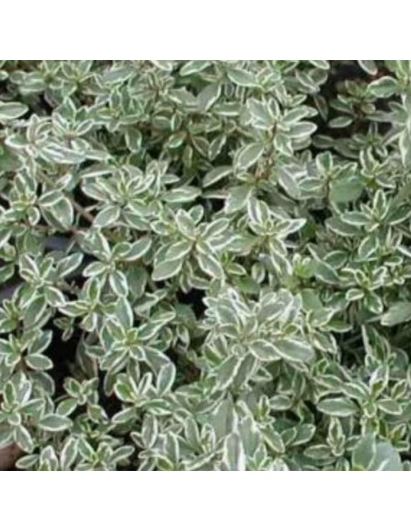 TIMO ARGENTATO AD ALBERELLO Eleganza Aromatica