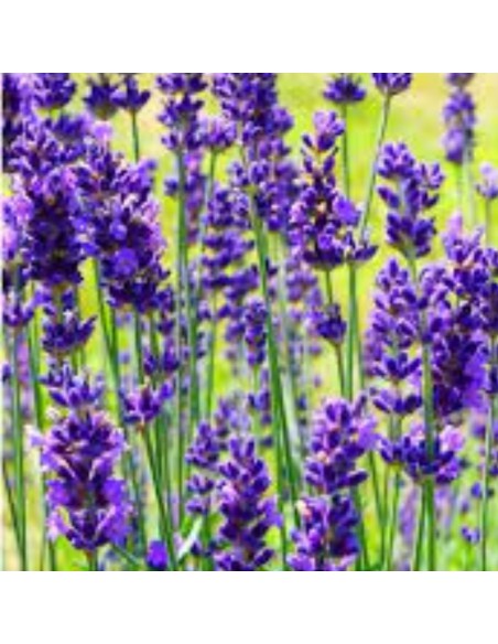LAVANDA ANGUSTIFOLIA AD ALBERELLO in vaso 19 cm