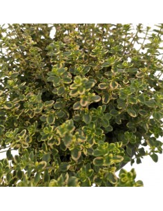 TIMO AUREO VARIEGATO Profumo e Colore per il Tuo Giardino