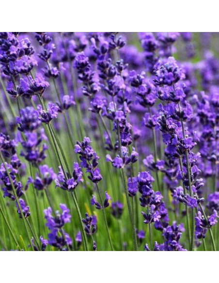 LAVANDA ANGUSTIFOLIA AD ALBERELLO in vaso 14 cm