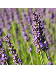 LAVANDA Diametro Vaso 14 Cm