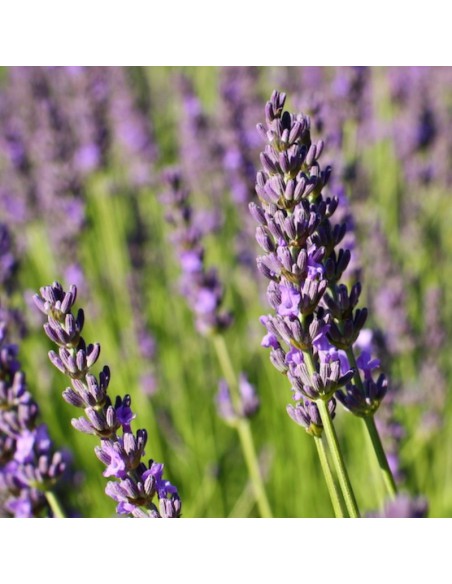 LAVANDA Diametro Vaso 14 Cm