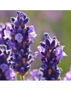 LAVANDA "INGLESE" diametro vaso 14 cm