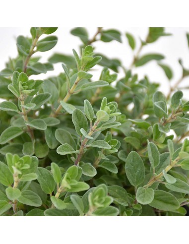 MAGGIORANA ALBERELLO Aroma e Bellezza in una Pianta