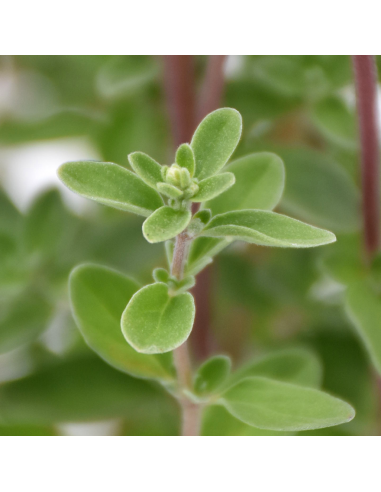 MAGGIORANA ALBERELLO Aroma e Bellezza in una Pianta