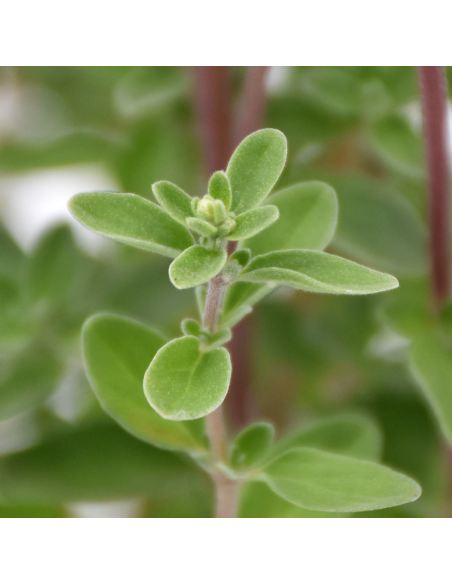 MAGGIORANA ALBERELLO Aroma e Bellezza in una Pianta