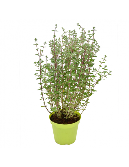 MAGGIORANA ALBERELLO Aroma e Bellezza in una Pianta