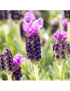 LAVANDA ANGUSTIFOLIA V. 9 CM Profumo in Piccolo Formato