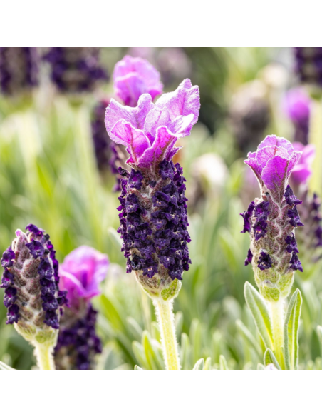 LAVANDA ANGUSTIFOLIA V. 9 CM Profumo in Piccolo Formato