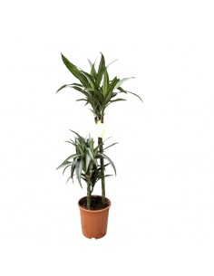 DRACAENA FRAGRANS DEREMENSIS ULISES diametro vaso 21 cm