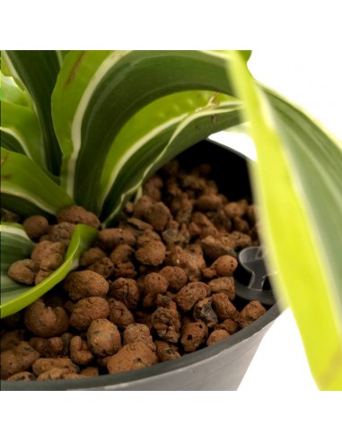 DRACAENA FRAGRANS 'LEMON SURPRISE' diam vaso 13