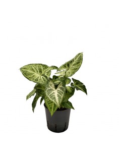 IDROCOLTURA SYNGONIUM 'ARROW' diametro vaso 13/12 cm