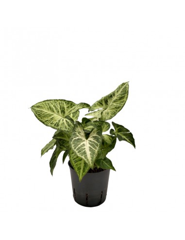 IDROCOLTURA SYNGONIUM 'ARROW' diametro vaso 13/12 cm