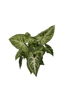 IDROCOLTURA SYNGONIUM 'ARROW' diametro vaso 13/12 cm 2