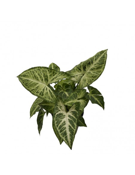 IDROCOLTURA SYNGONIUM 'ARROW' diametro vaso 13/12 cm