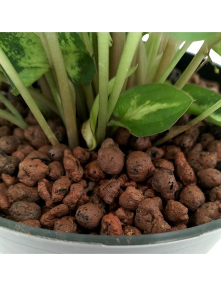IDROCOLTURA SYNGONIUM 'ARROW' diametro vaso 13/12 cm