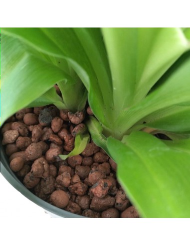 IDROCOLTURA CHLOROPHYTUM COMOSUM 'LEMON', diametro vaso 13/12 cm