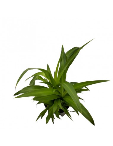 IDROCOLTURA CHLOROPHYTUM COMOSUM 'LEMON', diametro vaso 13/12 cm