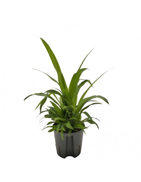 IDROCOLTURA CHLOROPHYTUM COMOSUM 'LEMON', diametro vaso 13/12 cm