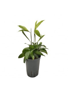 IDROCOLTURA DRACAENA SURCULOSA diam vaso 19 cm