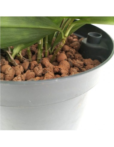 IDROCOLTURA DRACAENA SURCULOSA diam vaso 19 cm