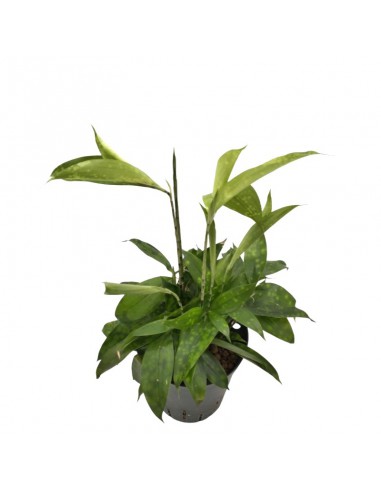 IDROCOLTURA DRACAENA SURCULOSA diam vaso 19 cm