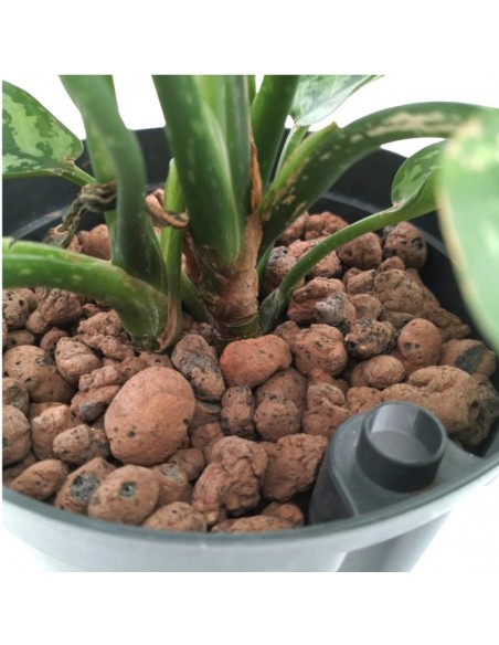 IDROCOLTURA AGLAONEMA 'MARIA' diametro vaso 15/19 cm