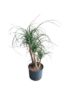 IDROCOLTURA BEAUCARNEA, diametro vaso 25/19 cm