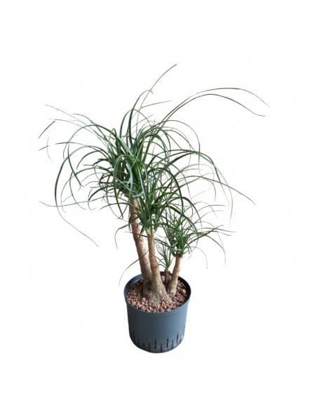 IDROCOLTURA BEAUCARNEA, diametro vaso 25/19 cm