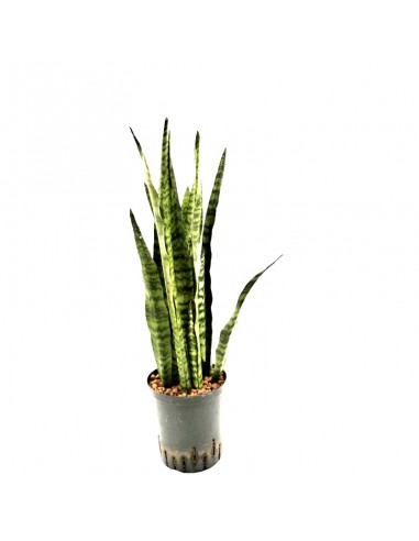 IDROCOLTURA SANSEVIERIA ZEYLANICA TUFT, diametro vaso 18/19 cm