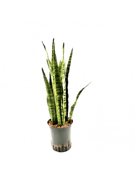 SANSEVIERIA ZEYLANICA  diam v. 15/19 cm