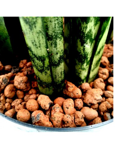 SANSEVIERIA ZEYLANICA  diam v. 15/19 cm