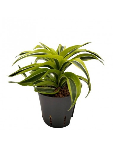 IDROCOLTURA DRACAENA FRAGRANS 'LEMON SURPRISE' HEAD diametro vaso 13/12 cm