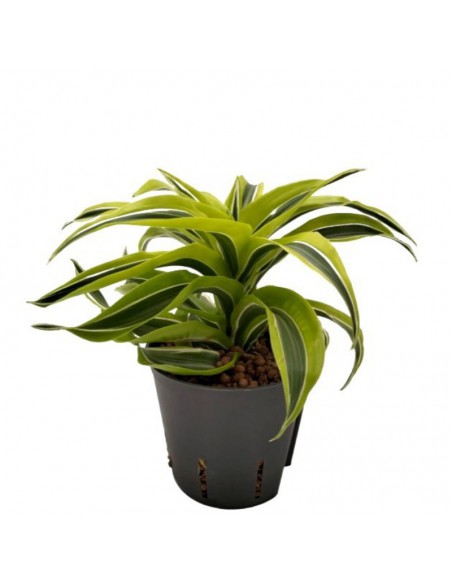 DRACAENA FRAGRANS 'LEMON SURPRISE' diam vaso 13