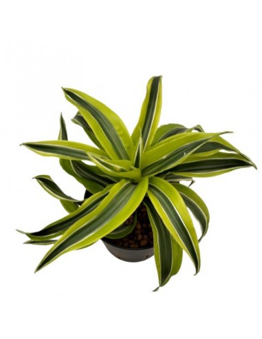 DRACAENA FRAGRANS 'LEMON SURPRISE' diam vaso 13