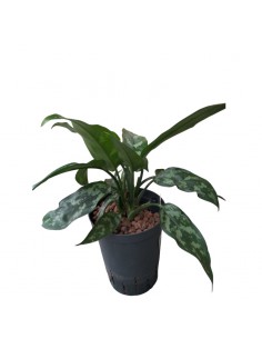 IDROCOLTURA AGLAONEMA 'MARIA' diametro vaso 15/19 cm