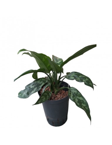 IDROCOLTURA AGLAONEMA 'MARIA' TUFT diametro vaso 15/19 cm