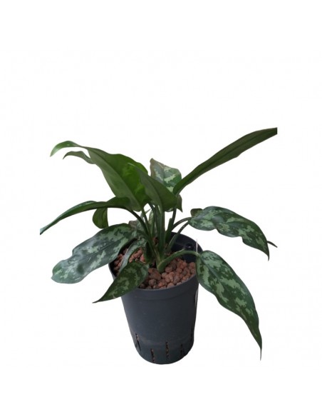 IDROCOLTURA AGLAONEMA 'MARIA' diametro vaso 15/19 cm
