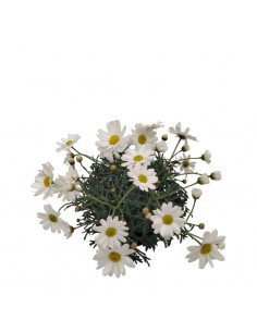 MARGHERITA diametro vaso 10 cm 2